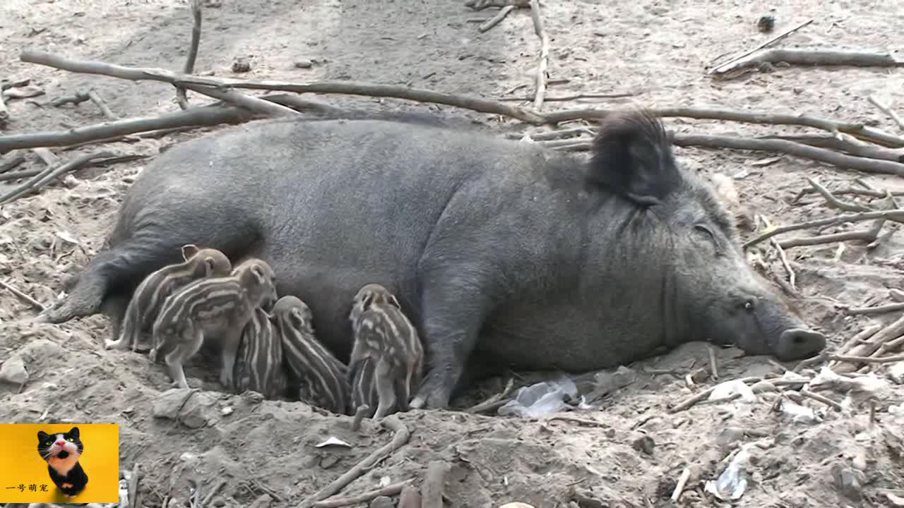 新生的野猪宝宝们,排着队找猪妈妈喝奶,小时候还是很可爱的