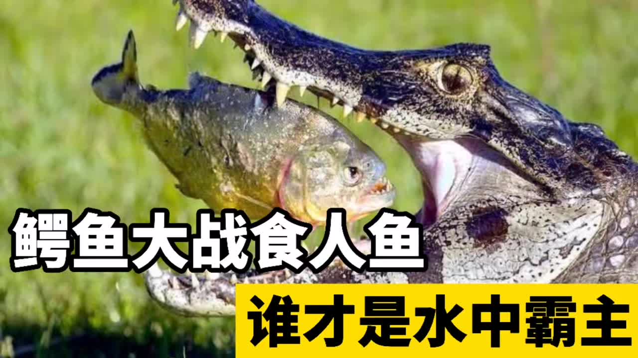 鳄鱼大战食人鱼,鳄鱼正在美餐,却被食人鱼打劫,谁才是霸主?