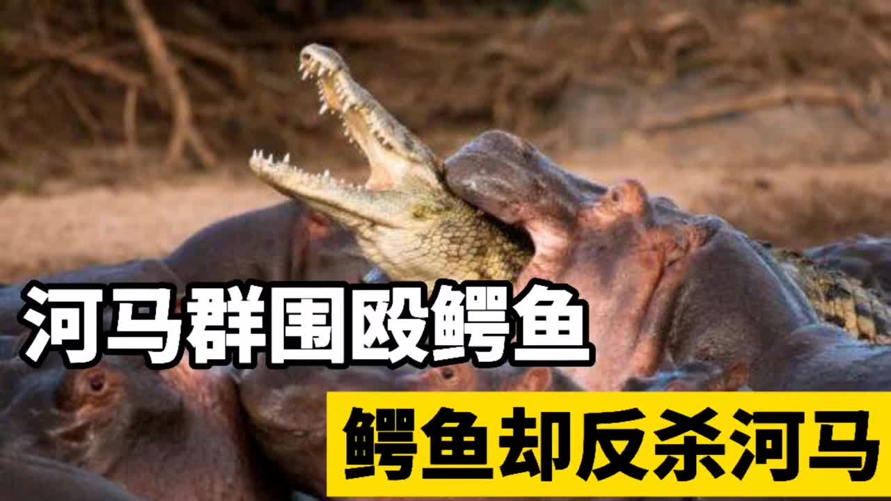 鳄鱼大战几十只河马,河马群发怒围殴鳄鱼,但鳄鱼却反杀河马!