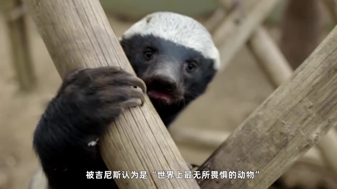 非洲恶霸平头哥,狮子毒蛇都不敢招惹它,蜜獾为何如此嚣张?