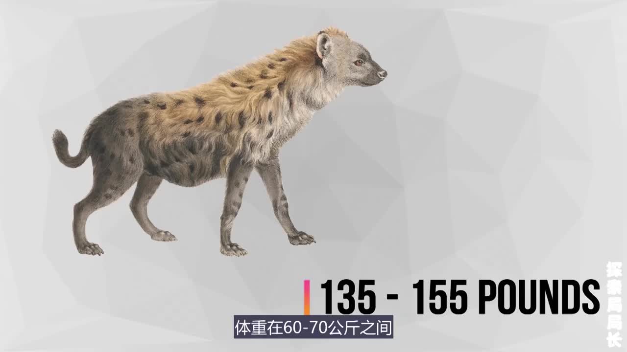 狼和鬣狗,究竟谁才是真正的群架之王?对比之后,答案很明显!