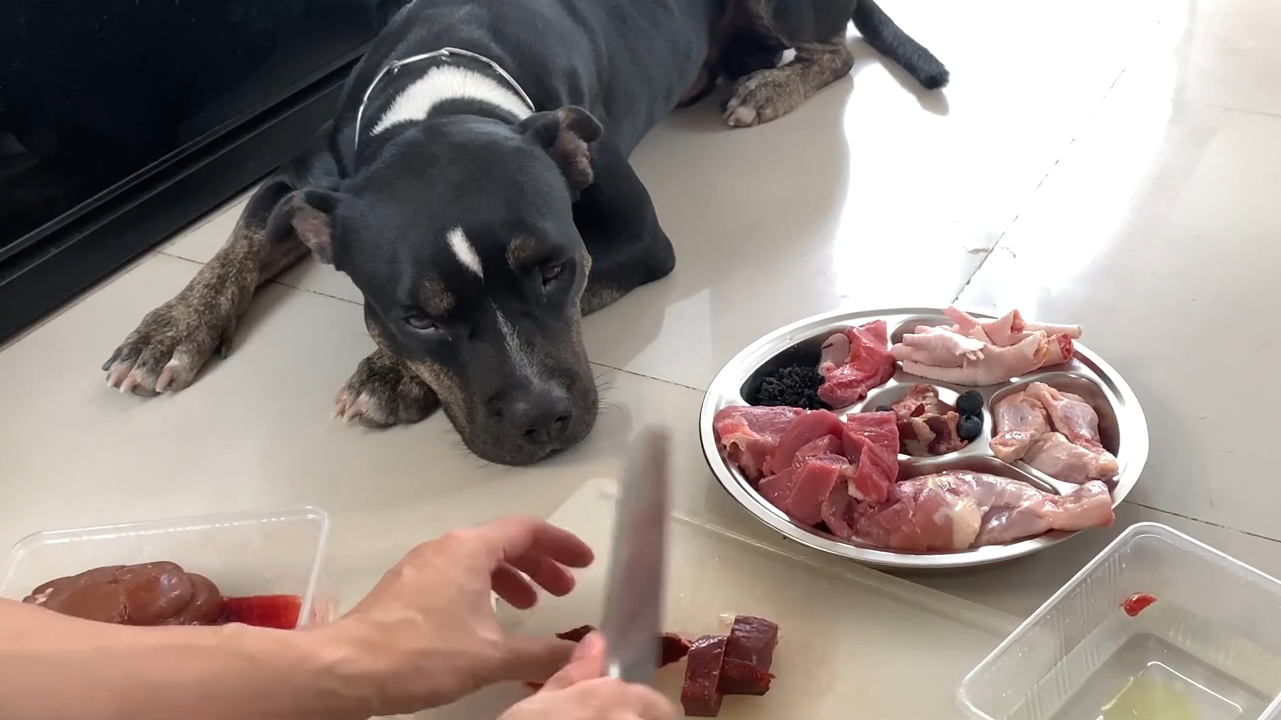 比特犬一次消灭10斤各类生肉 主人亲手喂食 鸡胸鸡爪牛肉套餐