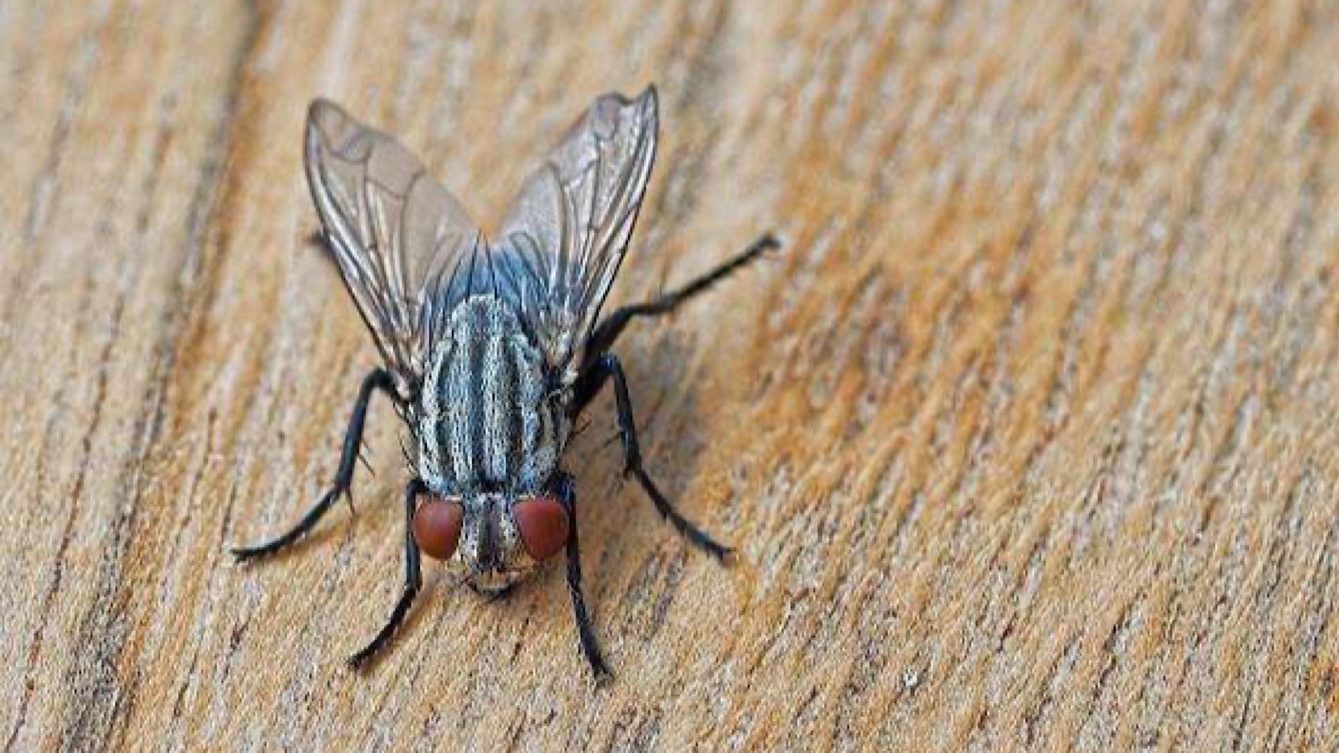 家里苍蝇多不要慌,教你一招,苍蝇再也不敢来家里,方法简单实用