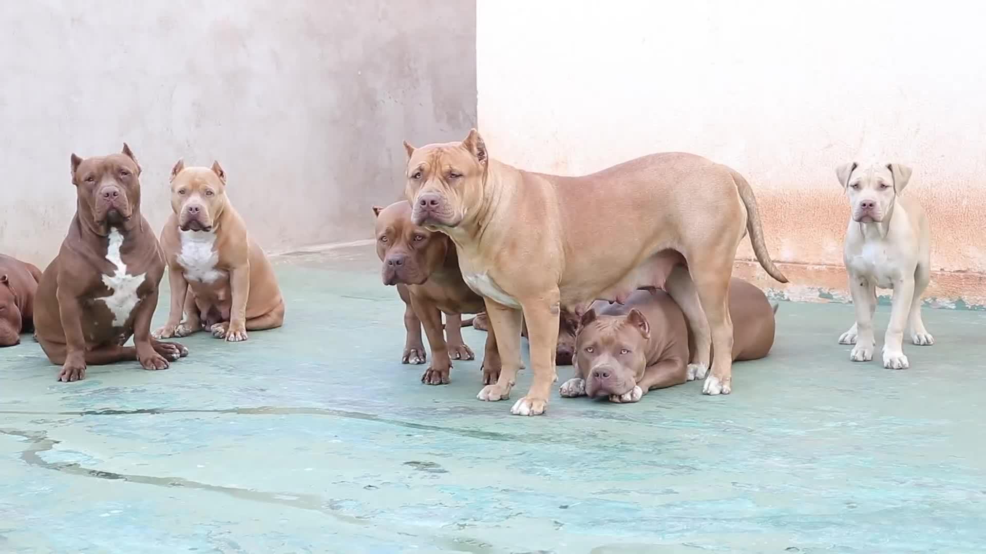 狗舍主人吹口哨吸引斗牛犬们的注意 狗狗们还以为要开饭吃肉了