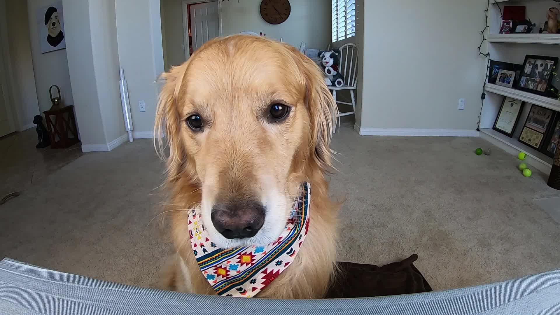 网红金毛狗狗,直播与主人吃西瓜!主人才吃了一口_新浪新闻