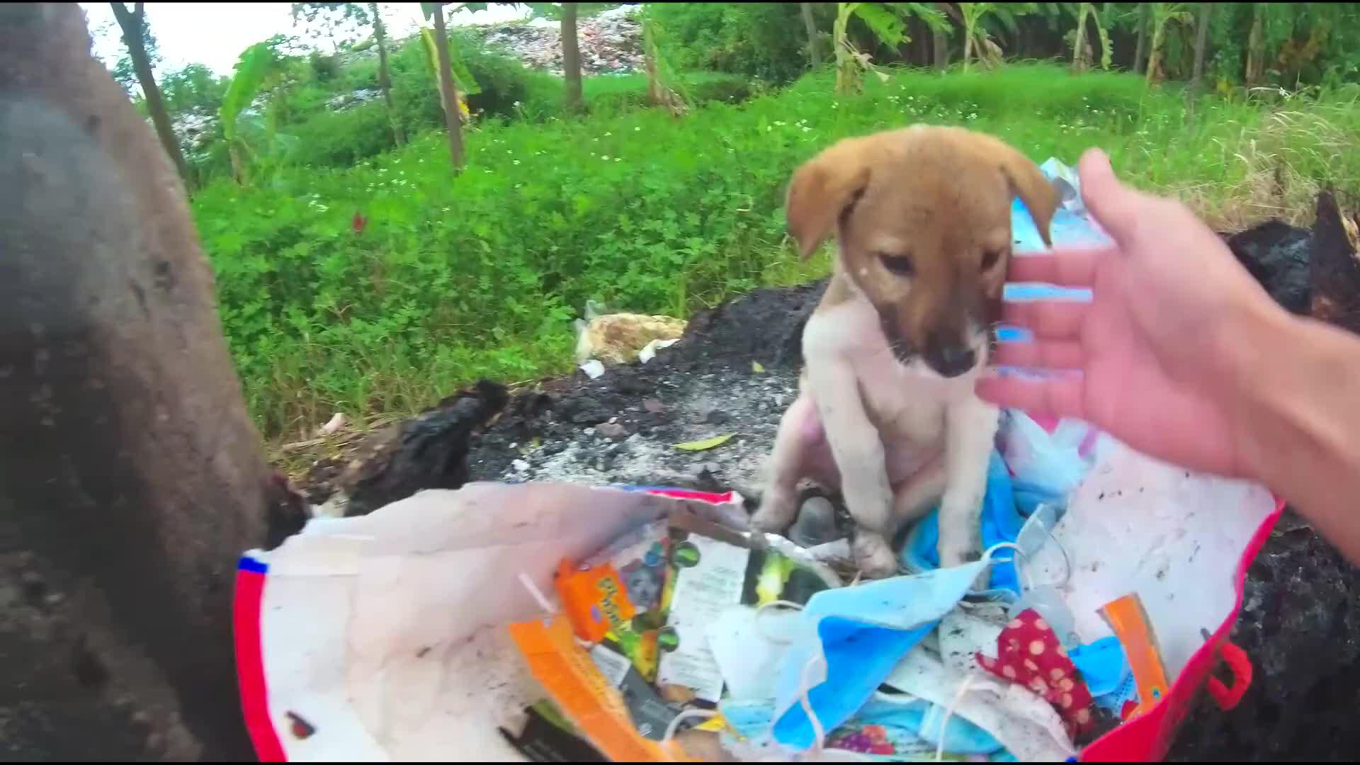 狗子在路边惨叫吸引救援,跟过去一看才发现是求收养,心疼