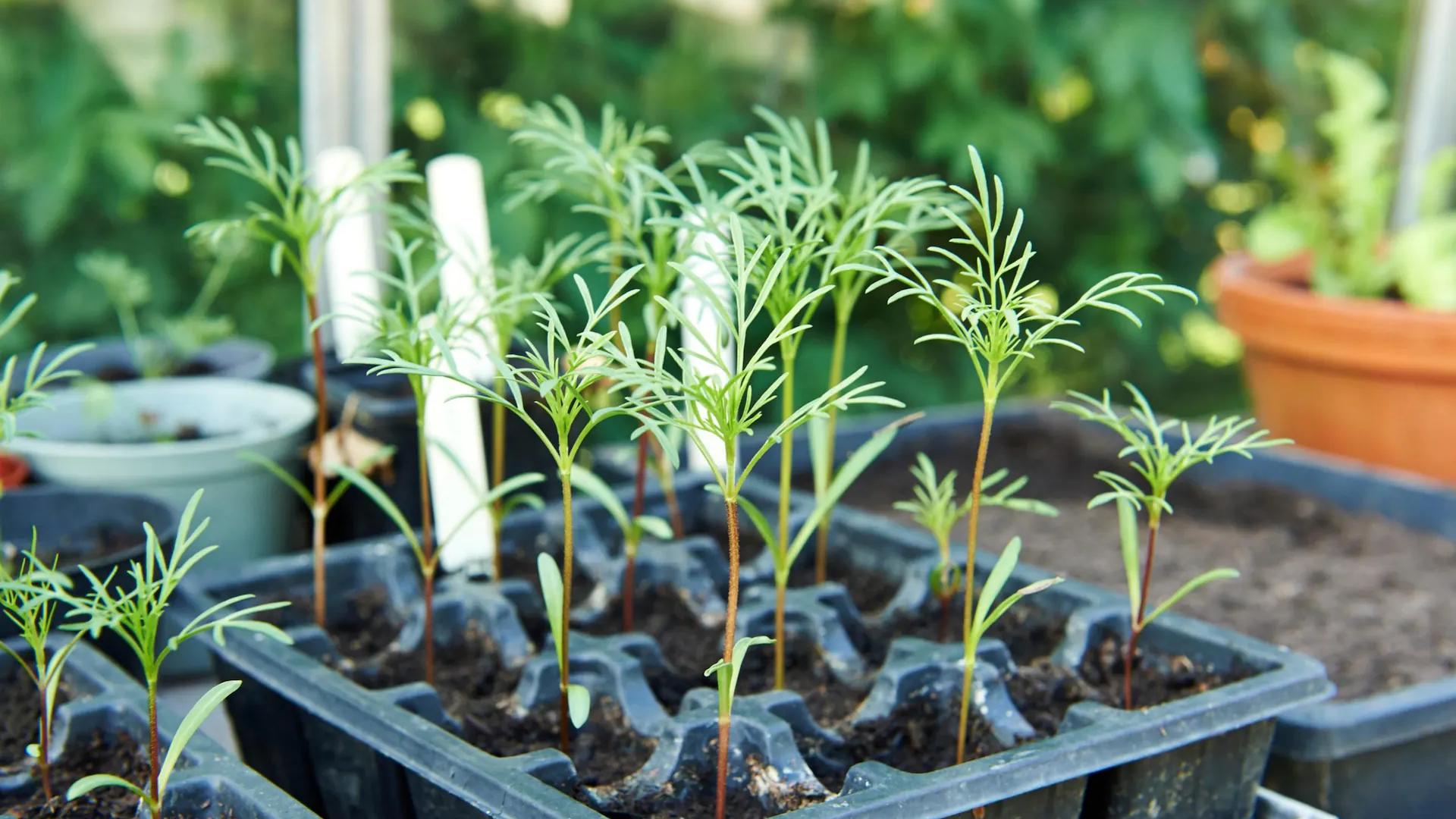 波斯菊怎么种(波斯菊种子的种植方法和时间)
