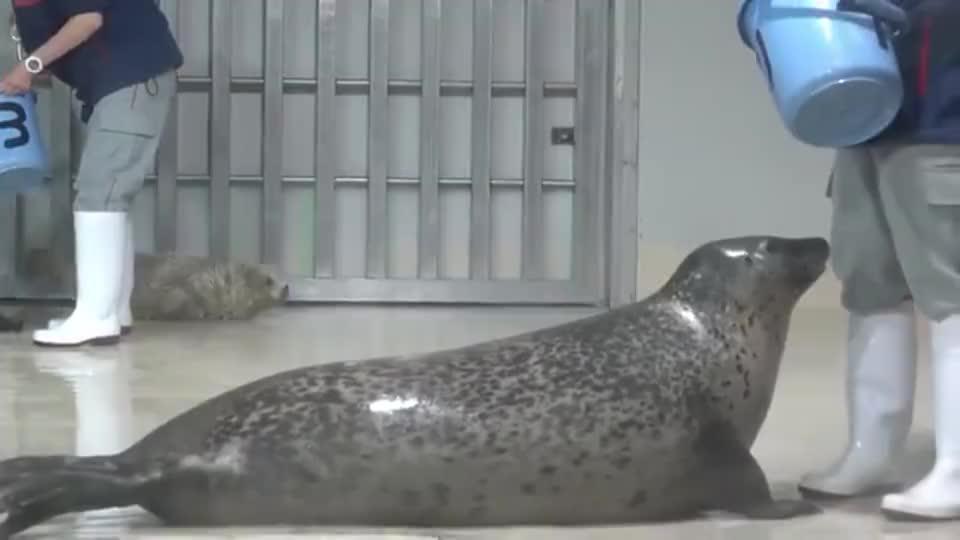 海豹 吃鱼不积极 思想有问题