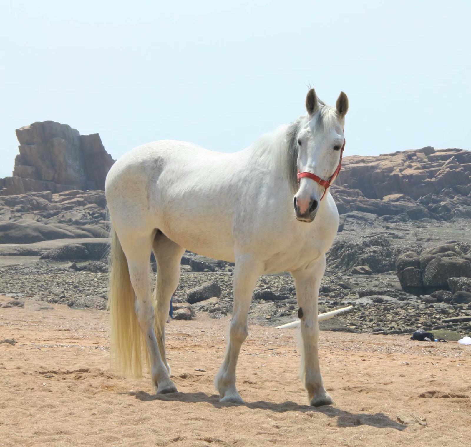 手机图集 大白马__财经头条