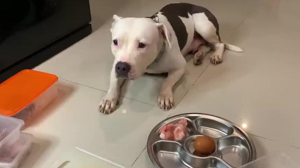 比特犬的生肉大餐 主人亲手喂食生牛肉鸡腿鸭肝 比特犬的生肉大餐 主人亲手喂食生牛肉鸡腿鸭肝
