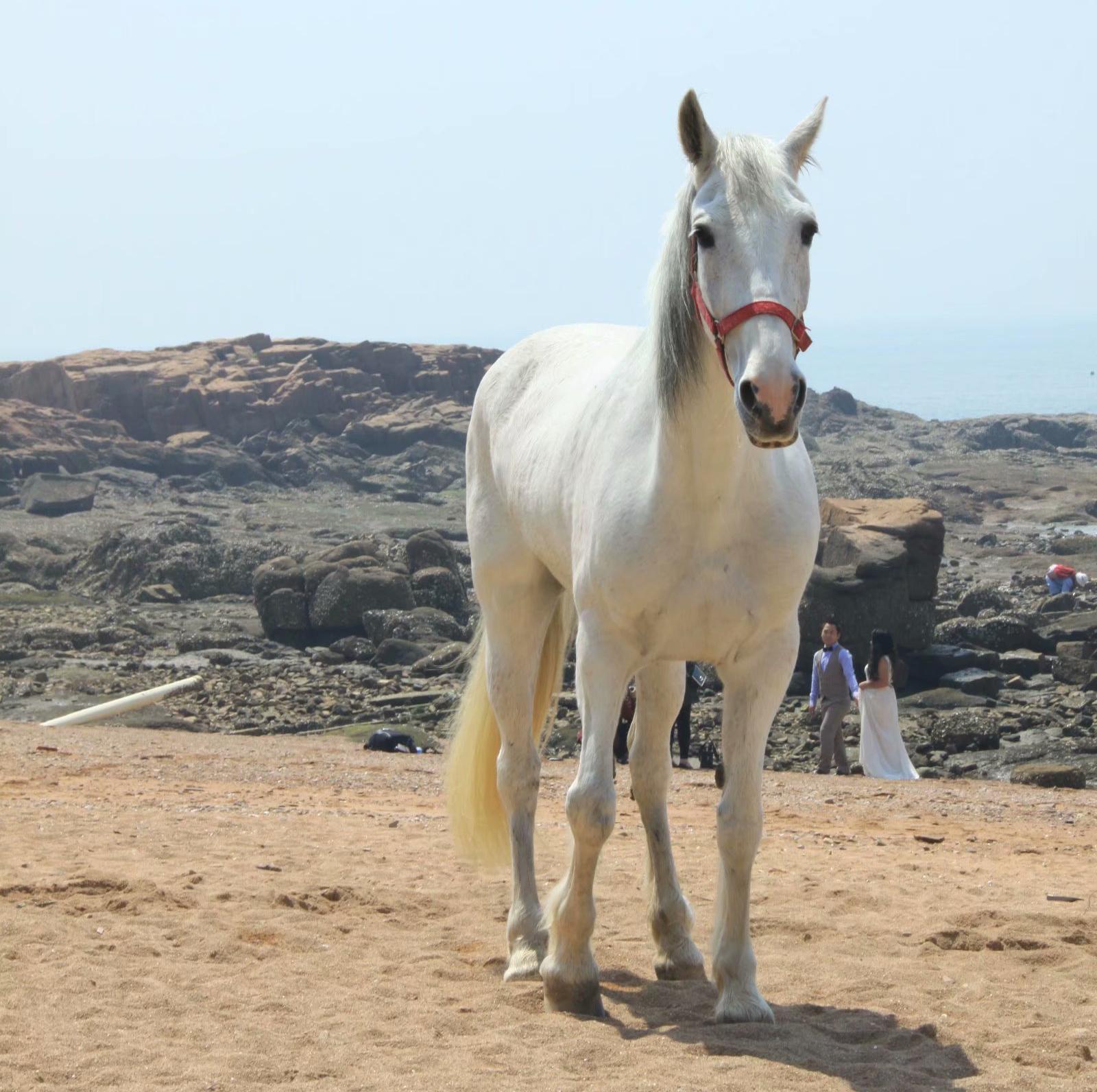 手机图集 大白马_高清图集_新浪网