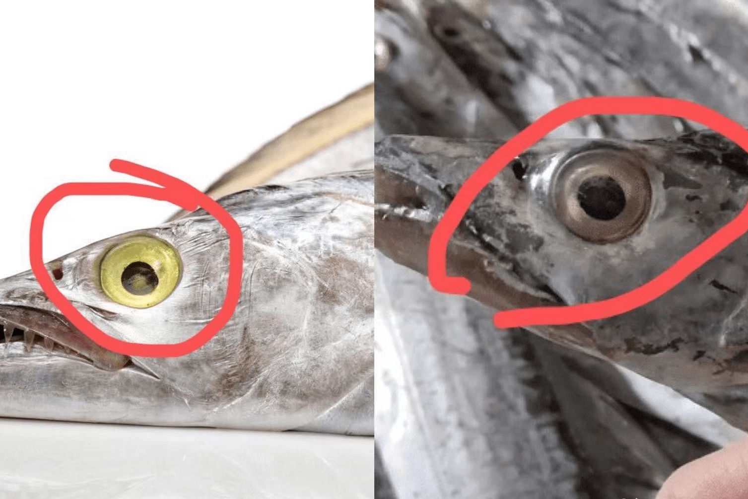 眼睛发红的鱼,没有眼睛的鱼,眼睛很大的鱼_大山谷图库