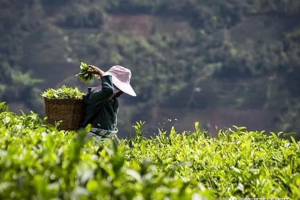 小伙伴们,普洱茶博览苑喊你去采春茶 周末踏春约起!