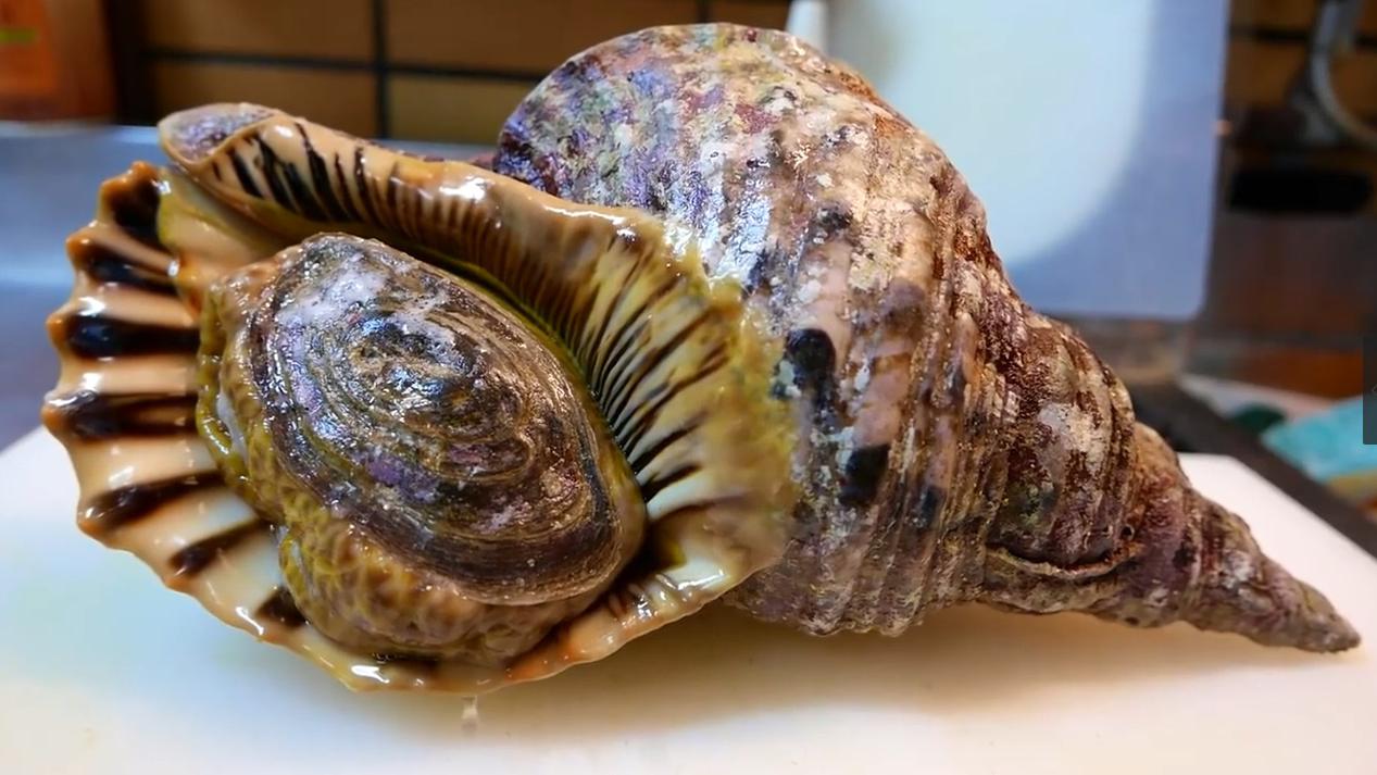 男子将1000溶铝水倒海螺中等冷却敲开一看成品太惊艳