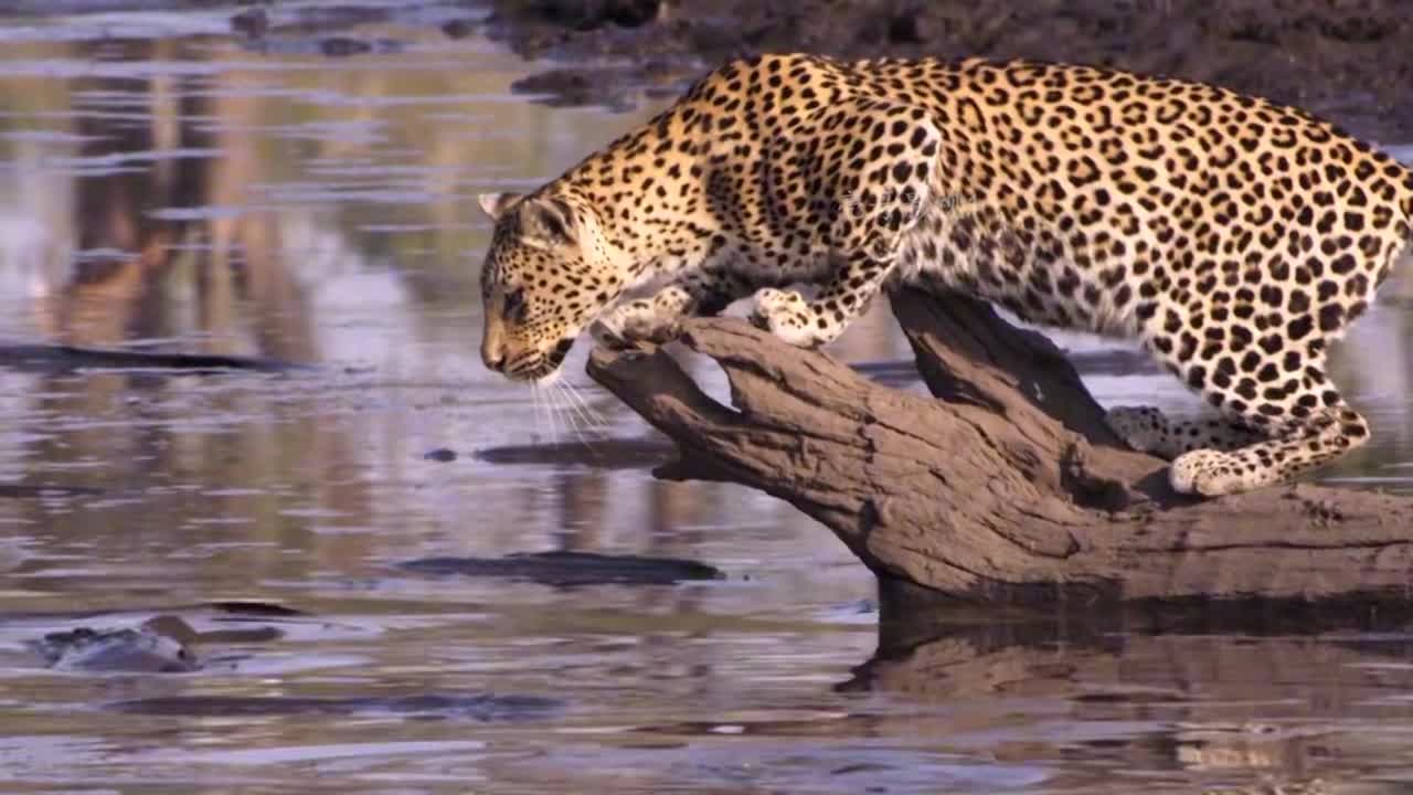 花豹捕获一只接近20斤的鲶鱼,看着都爽,一顿丰富的鲶鱼盛宴