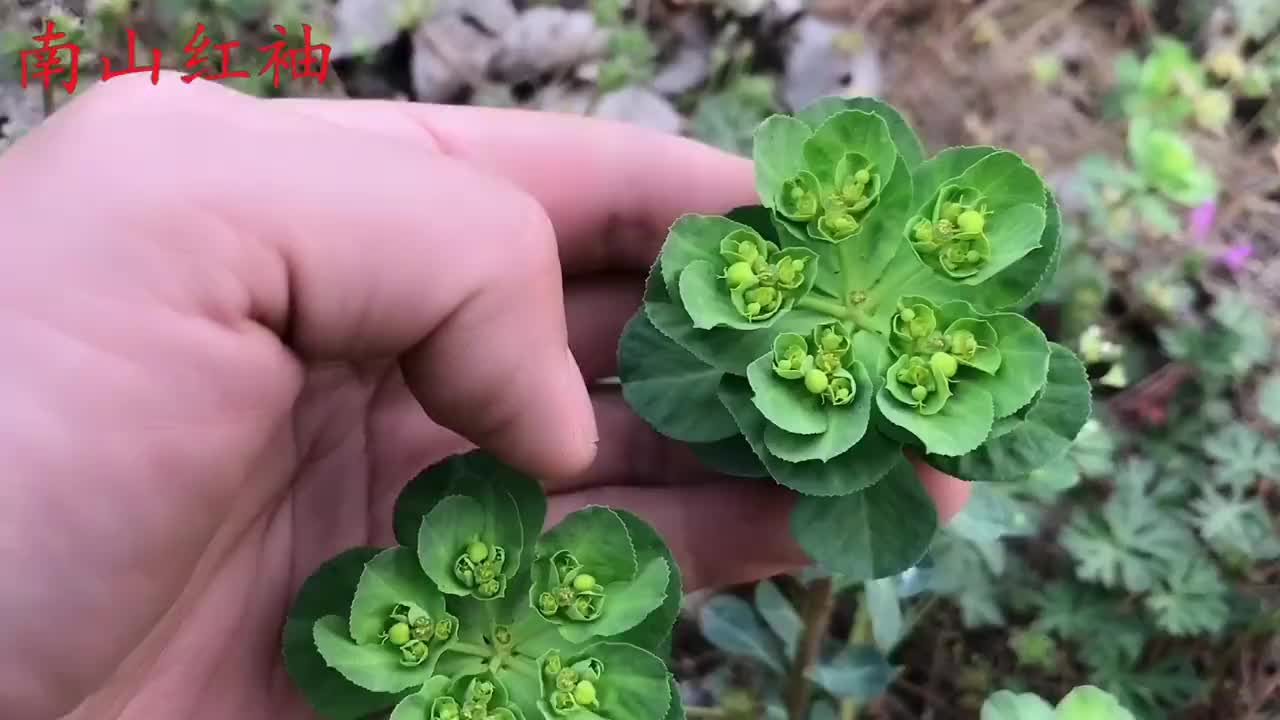 猫眼草的用途原来好处这么多很多人不清楚哦