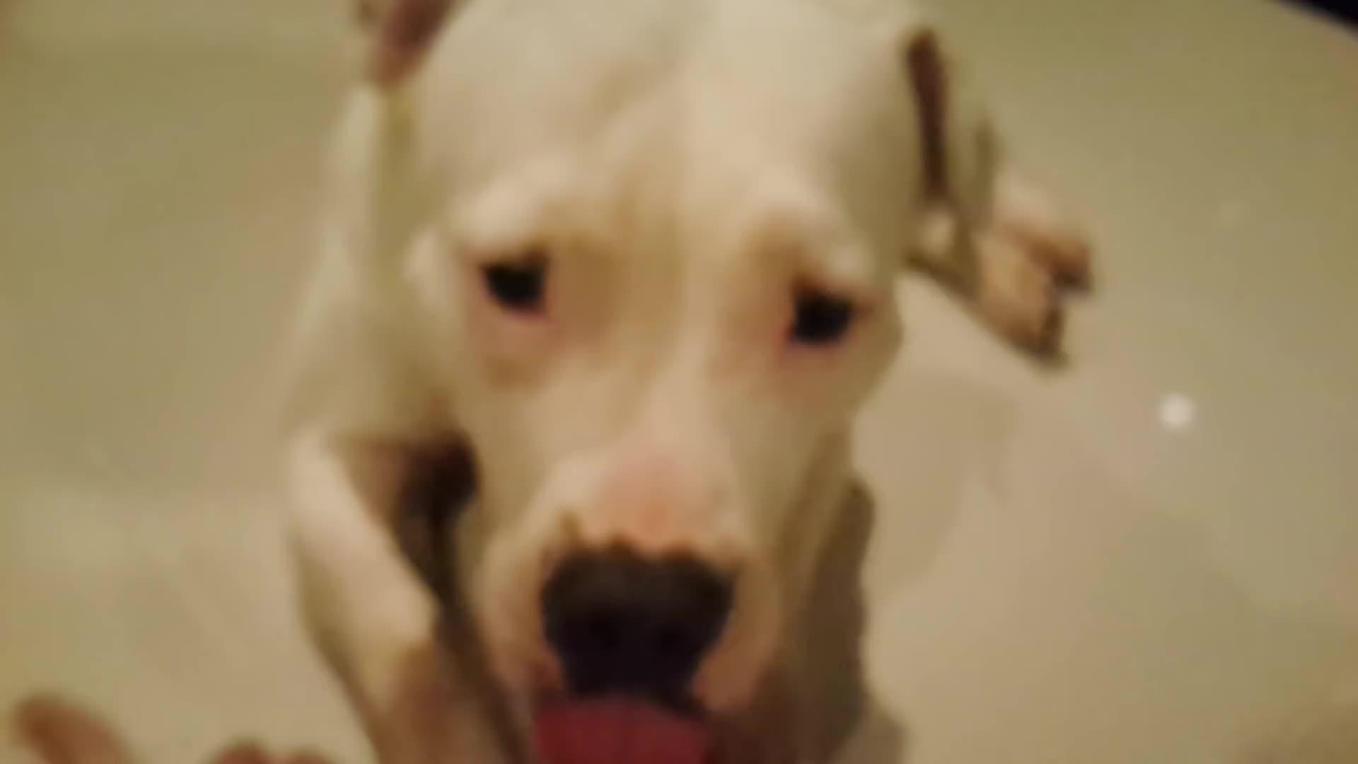 马犬对决比特犬 马犬体力耗尽被比特制服 而比特才刚刚热身 马犬对决比特犬 马犬体力耗尽被比特制服 而比特才刚刚热身
