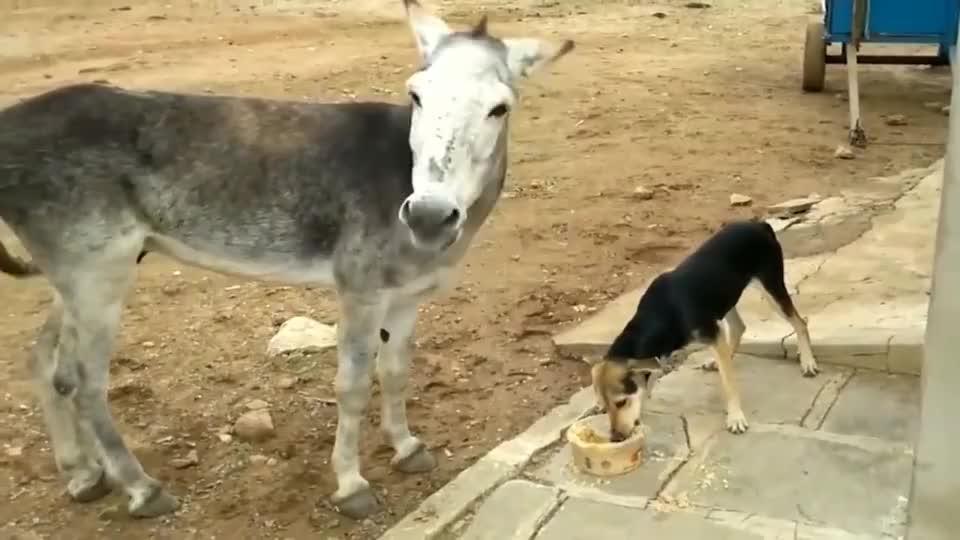 狗子凶了驴一下,驴转身就一脚.驴:老子不发威,你当我是病猫啊