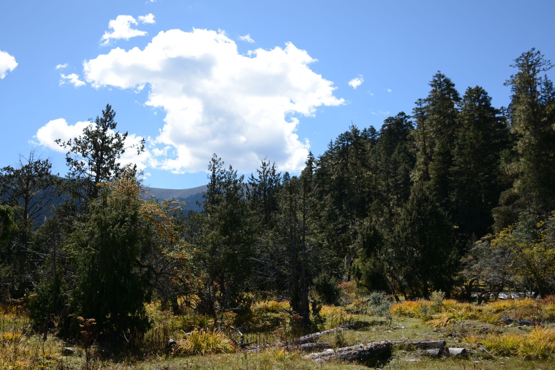 西藏自治区林芝市鲁朗花海牧场