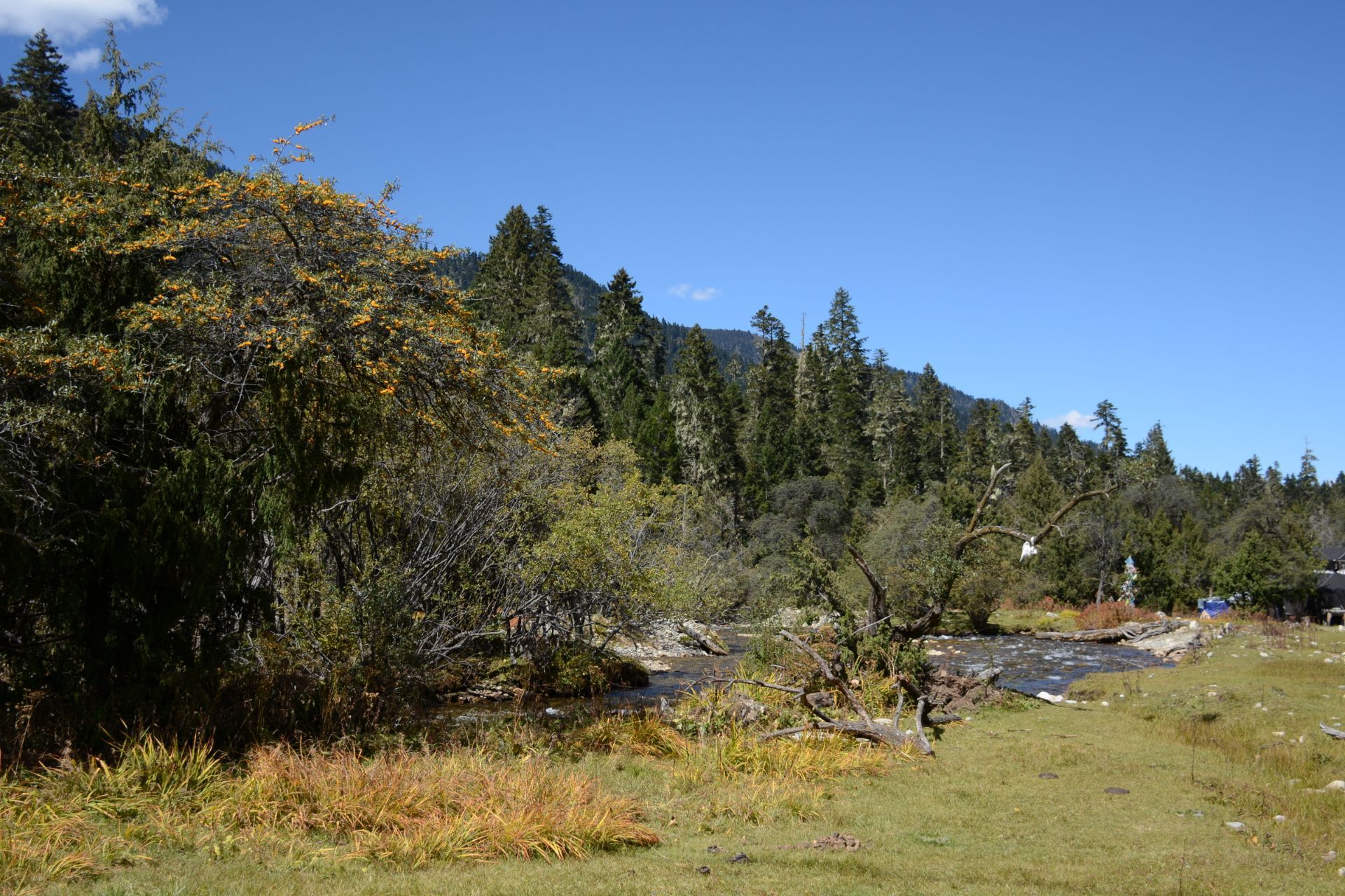 西藏自治区林芝市鲁朗花海牧场