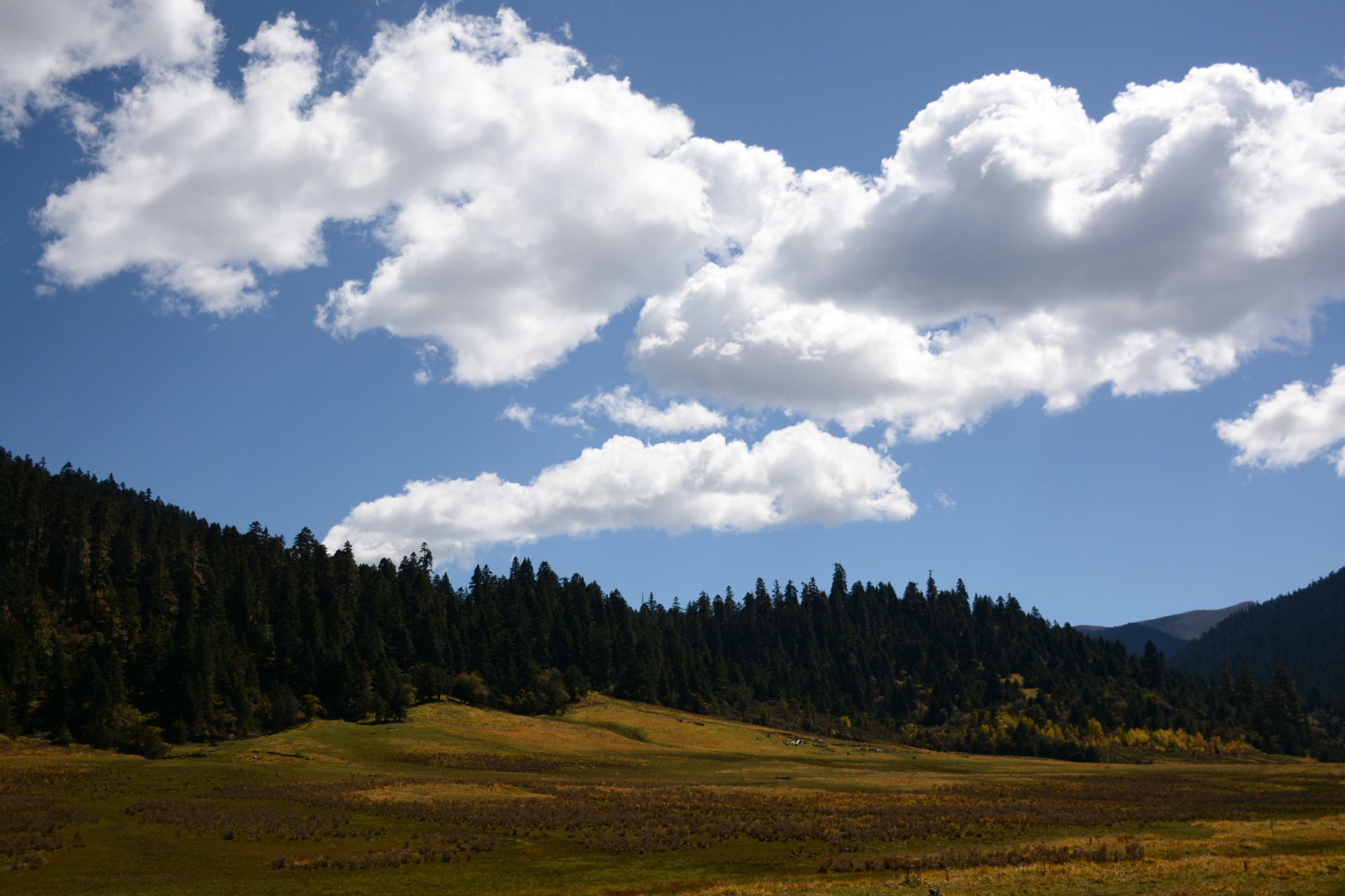 西藏自治区林芝市鲁朗花海牧场