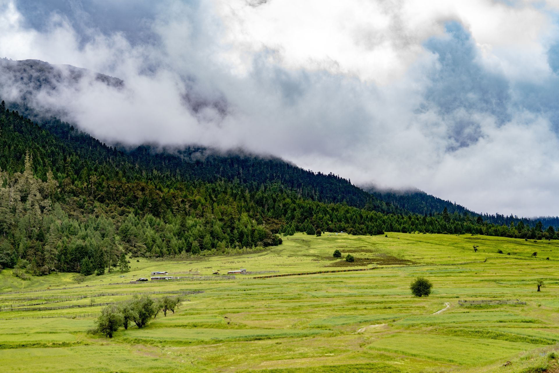 西藏自治区林芝市鲁朗花海牧场