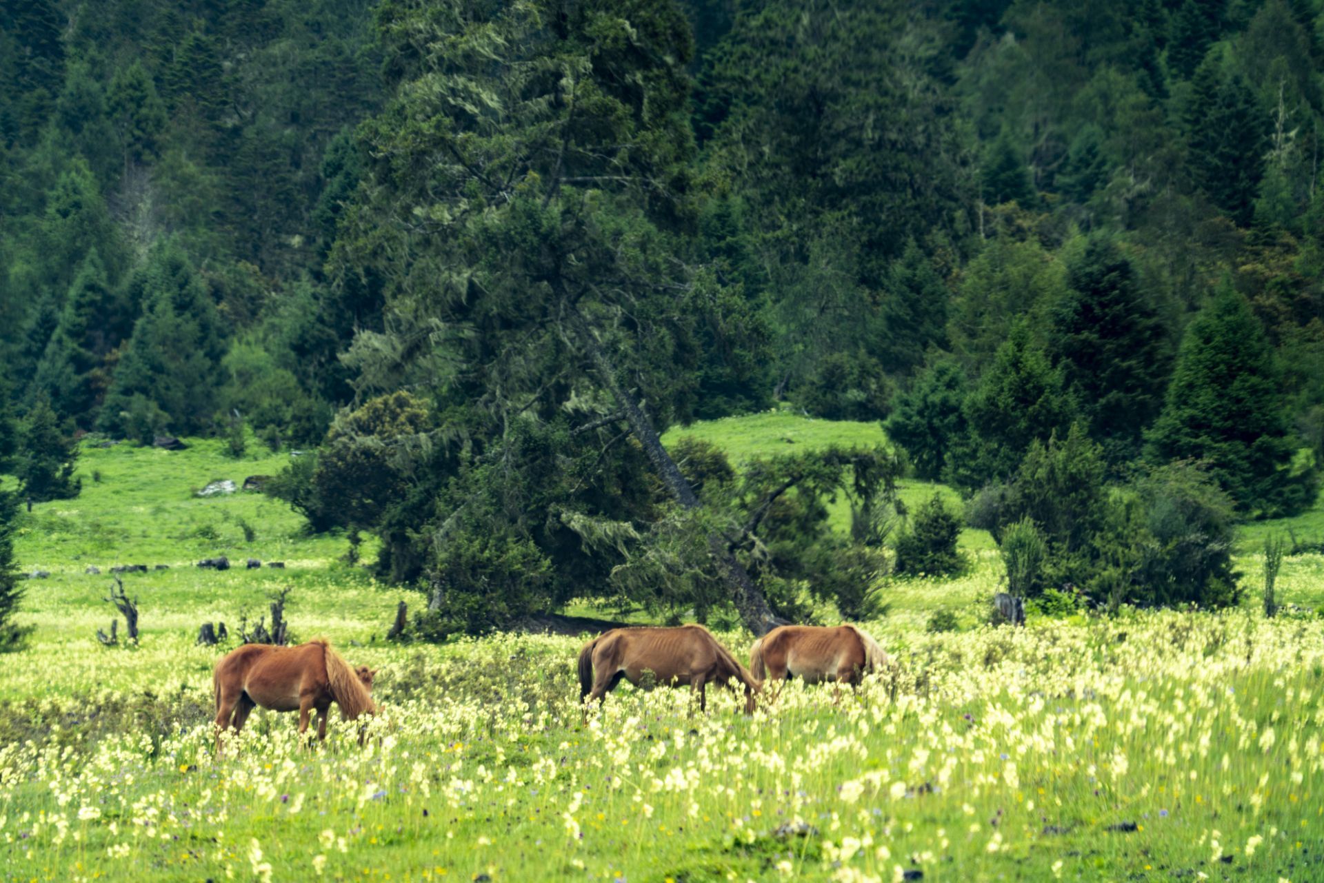 西藏自治区林芝市鲁朗花海牧场