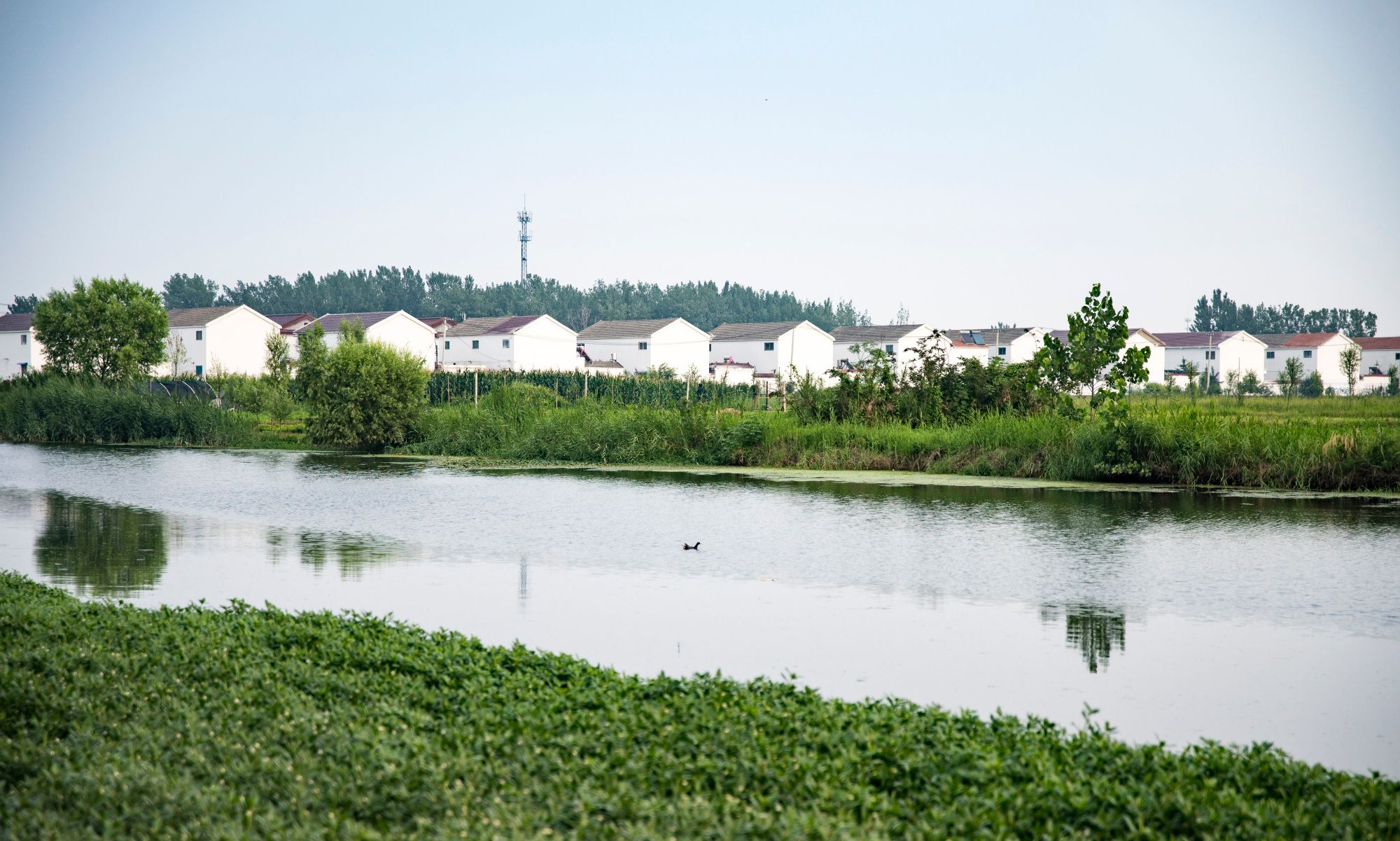 行走在铜山区 柳新镇韩庄村,京杭 大运河支流边上的村庄