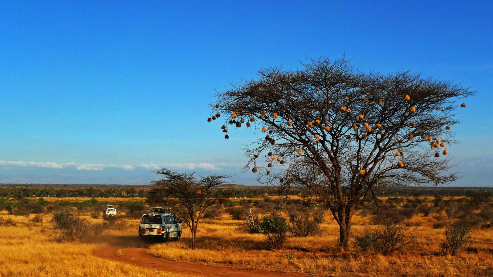 游览 非洲 肯尼亚 桑布鲁自然保护区
