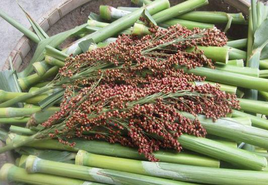 农村地里这种野生甘蔗80后90后都吃过00后见都没见过