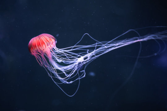 水母的刺细胞掌握着生物多样性的线索|进化|基因|水母_新浪新闻