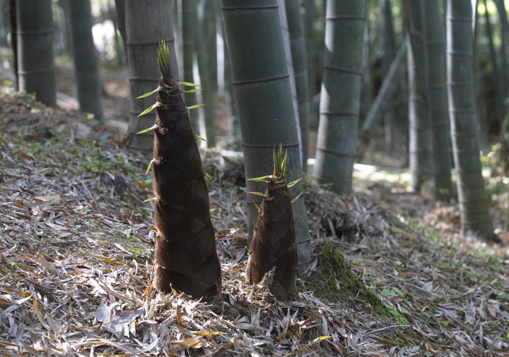 春天挖笋别错过这5种,鲜嫩可口产量高,遇到了请赶紧挖回家