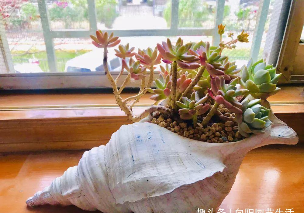 威海00后小姑娘,用贝壳养多肉,造型精巧可爱,你心动了吗?