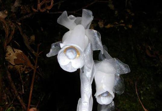 这种植物晶莹剔透,被人称作"冥界之花",价值很高看到请保护好