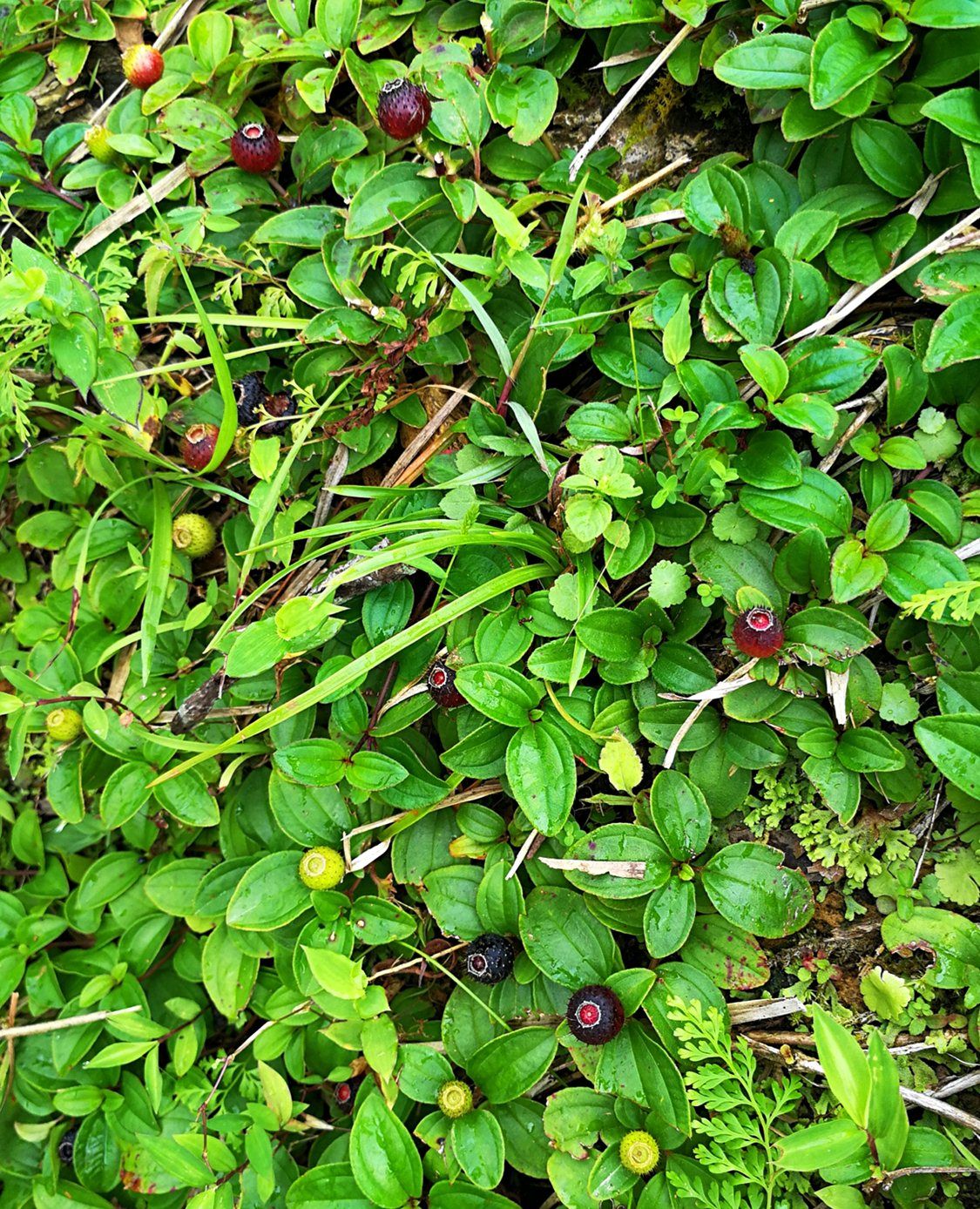 农村的野草,结出像葡萄一样的黑果子,见到总是吃不够