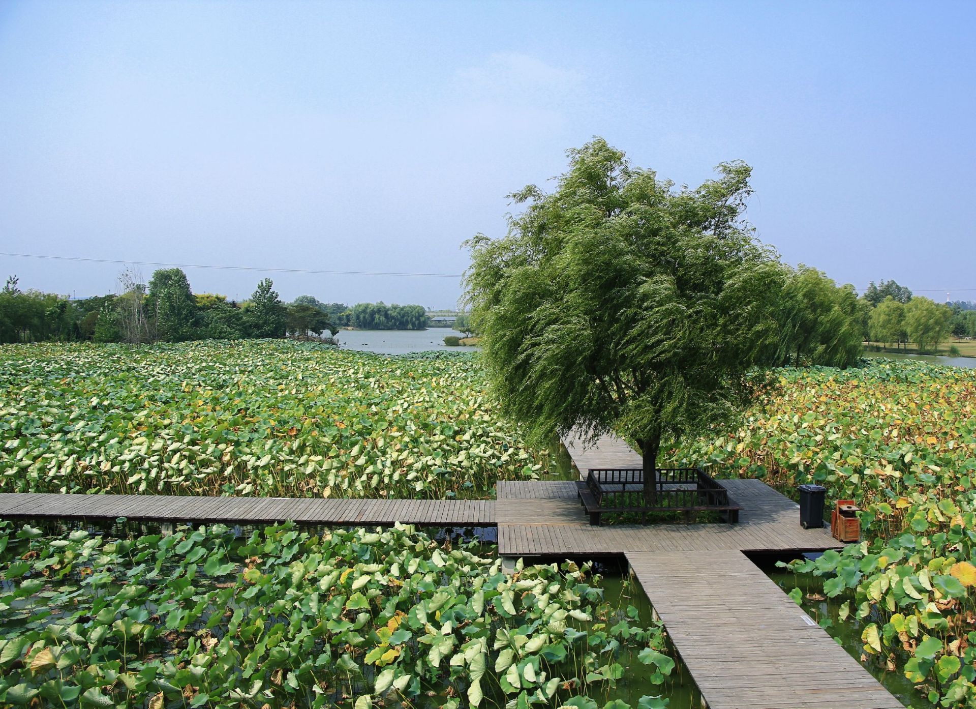 枣庄运河湿地公园图片