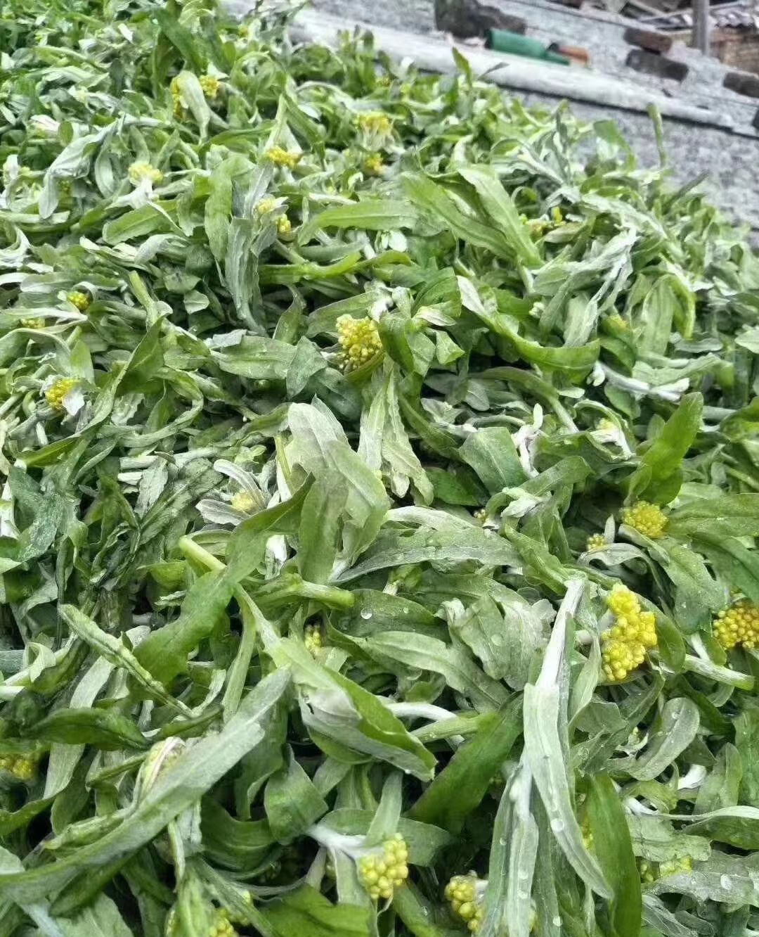 清明草也叫秋菊粿也叫清明草,有化痰,止咳,降压,去风功效