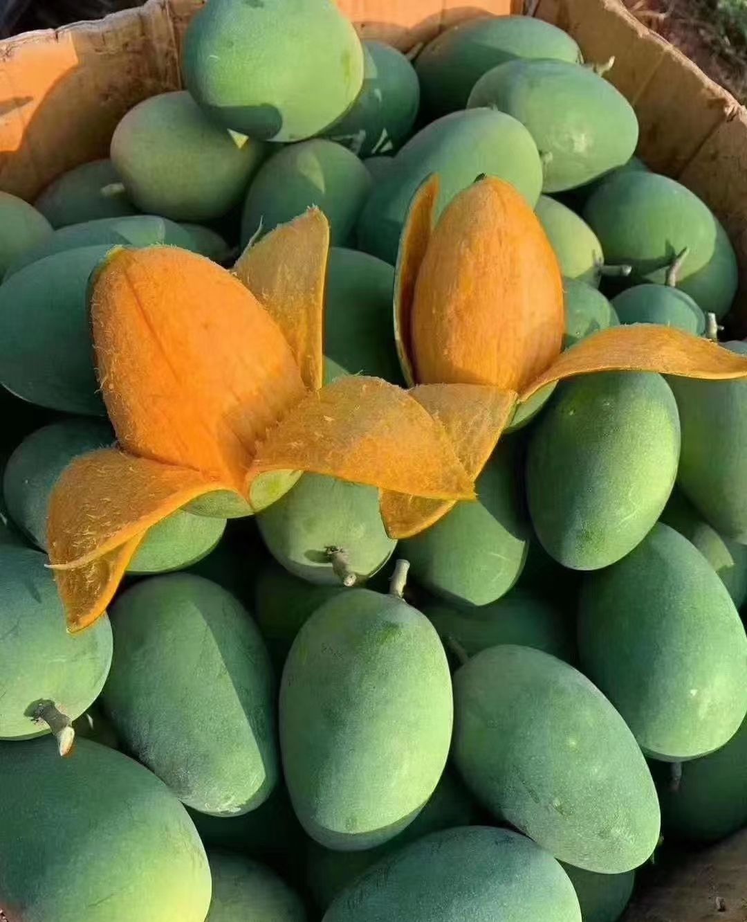 鸡蛋芒果好处多多_高清图集_新浪网