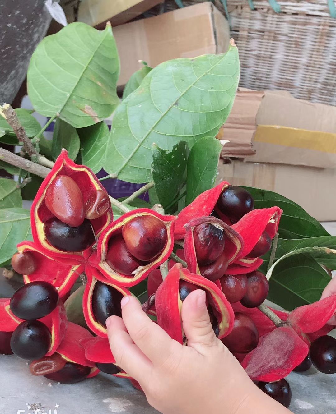 九层果不单单被人们