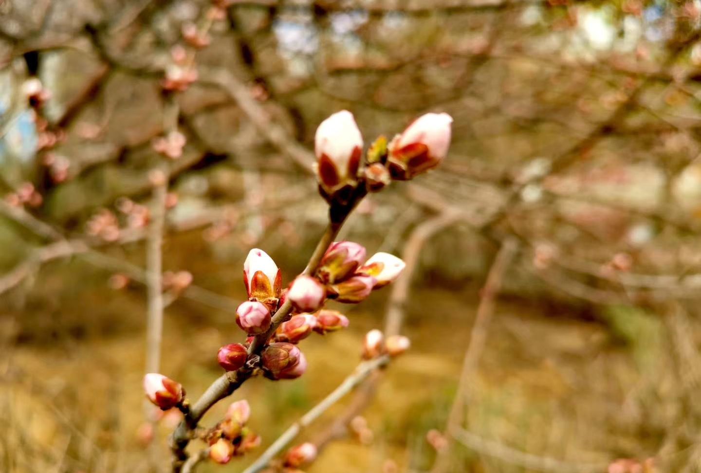 一定要爱着点什么,恰似草木对光阴的钟情