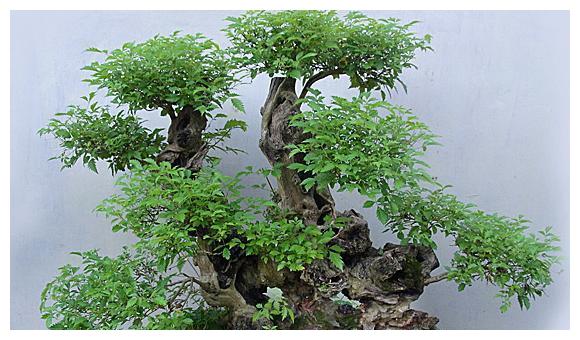 图片来源网络布惊树的叶具长柄,通常有小叶五枚,看上去就像我们的5个