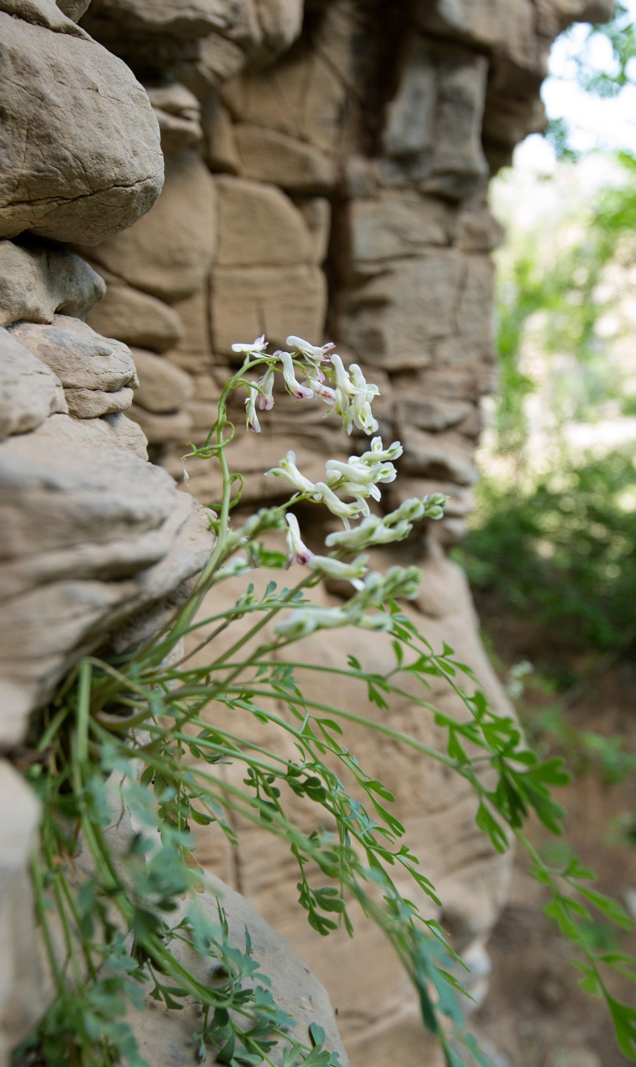 山上的野花为谁开?