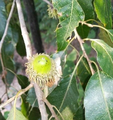 这种果子叫"橡子果",小时候当成陀螺玩,1颗竟然"3