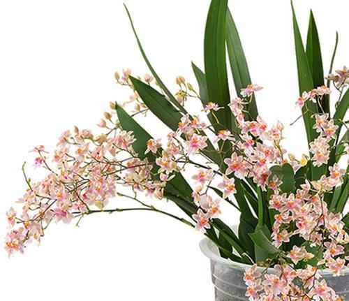 颜值高开花多养一盆小巧的文心兰花香味迷人开花时间长