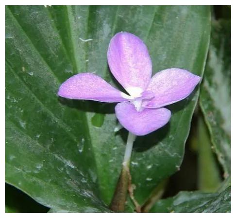 山奈花,美丽的林间奇花异草(八)__财经头条