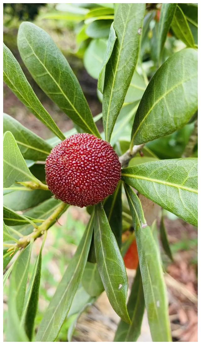 马山杨梅开采了