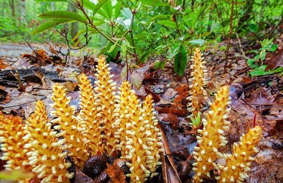 这东西俗称黄金叶野生不易见一斤上千元遇见请珍惜