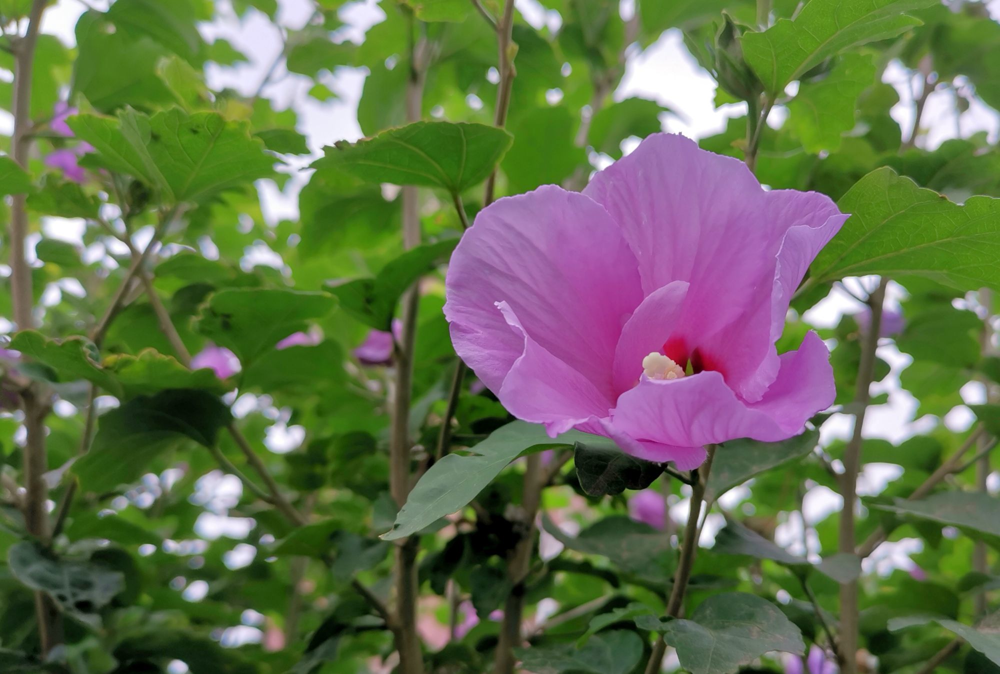 夏至将至,木槿花开