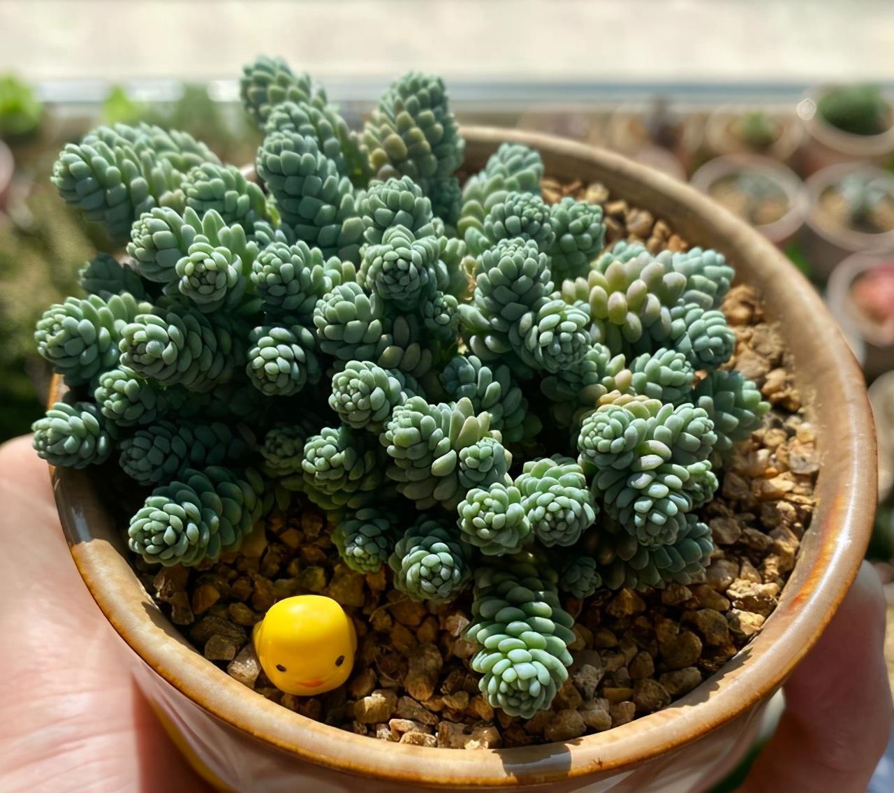 沾土就能活的多肉姬星美人,不用追求粉色,淡蓝色清