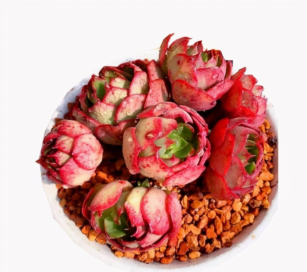 容易群生的多肉央金,度夏能力也很强,出了状态像火烧云一样漂亮_高清